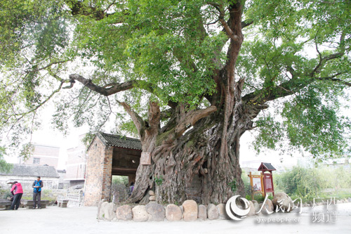 【八桂大地圖文】（首頁標題）廣西鍾山古村換新顏（內容頁標題）廣西鍾山：古村換新顏 快馬加鞭忙脫貧