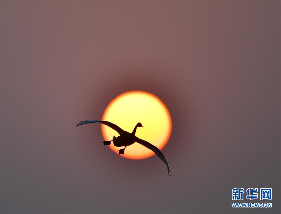 江西南昌：夕陽渡飛鳥