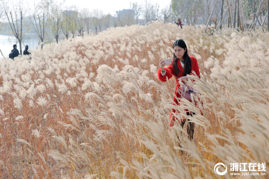 金華：蘆葦花綻放 搖曳生姿醉遊人