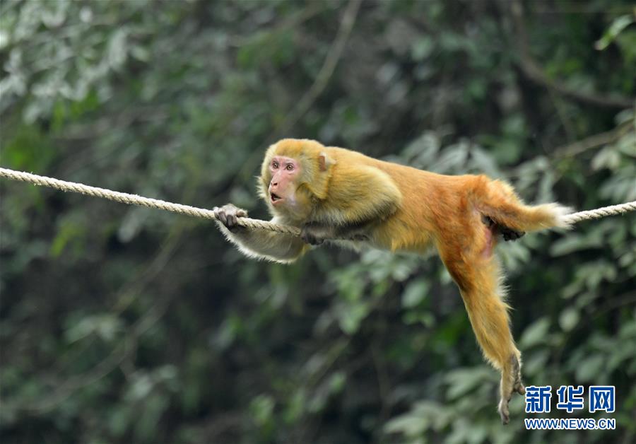 湖北恩施：野生獼猴覓食過冬