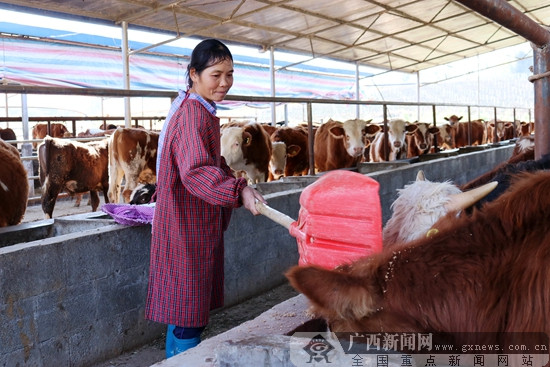 【焦點圖】（首頁標題）廣西:打通扶貧産業流通血管 （內容頁標題）廣西:打通扶貧産業流通血管 喚醒脫貧"造血"功能