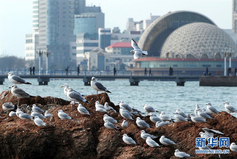 青島：冬日棧橋觀海鷗