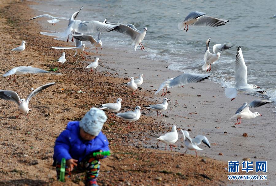 青島：冬日棧橋觀海鷗