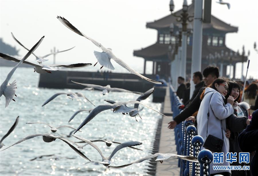 青島：冬日棧橋觀海鷗