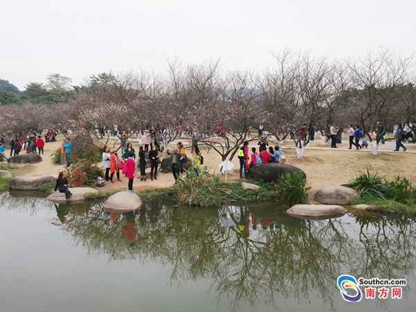 香雪梅花開！第十屆蘿崗香雪文化旅遊節開幕