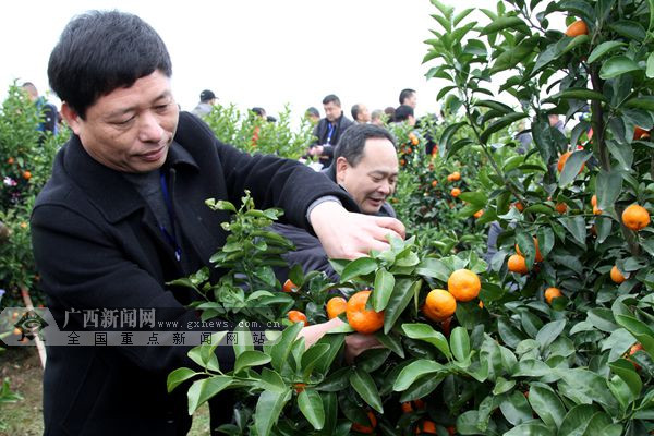 【八桂大地圖文】（首頁標題）第二屆永福沙糖桔交易會開幕 （內容頁標題）第二屆永福沙糖桔交易會開幕 富硒産品引來南北客