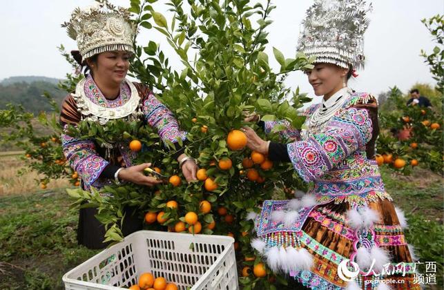 【焦點圖】【八桂大地-柳州】廣西融水：採桔比賽迎新年