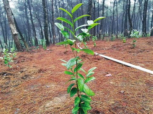 【金融投資-圖文】【園區建設】【八桂大地、八桂大地-南寧】（內容頁標題）産業富民 讓百姓口袋鼓起來  南寧市優化農業結構 “一村一品”産業格局穩固提升（首頁標題）南寧市優化農業結構 “一村一品”産業格局穩固提升