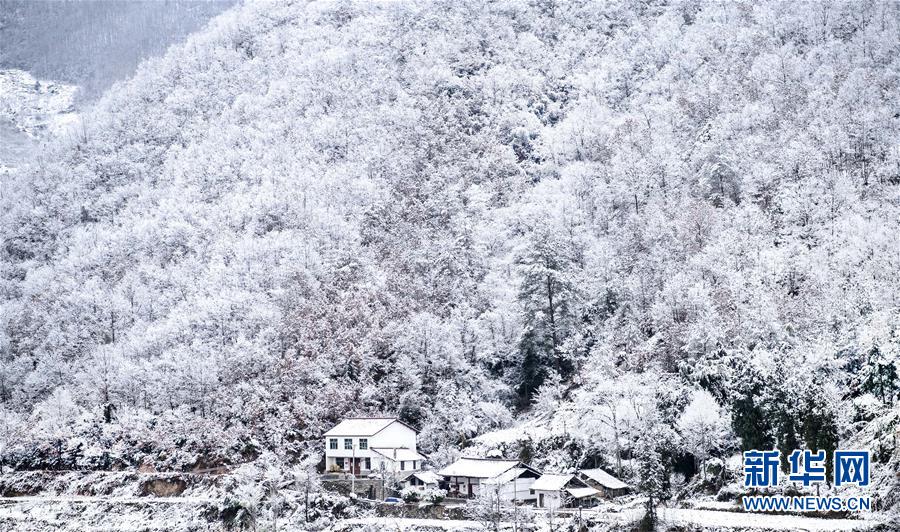 玉樹瓊枝秦嶺紫柏山