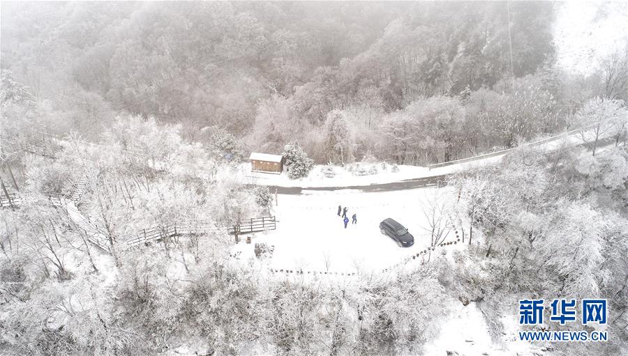 玉樹瓊枝秦嶺紫柏山