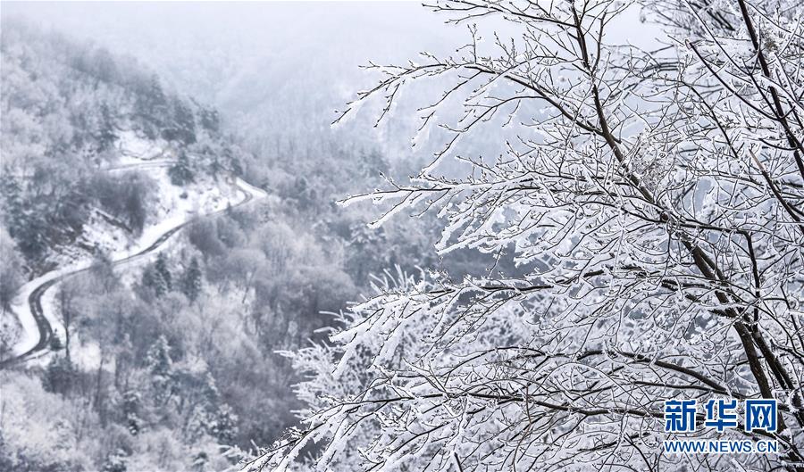 玉樹瓊枝秦嶺紫柏山