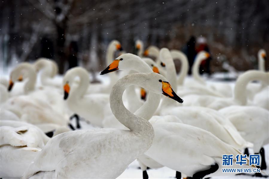 山西平陸：雪中天鵝舞