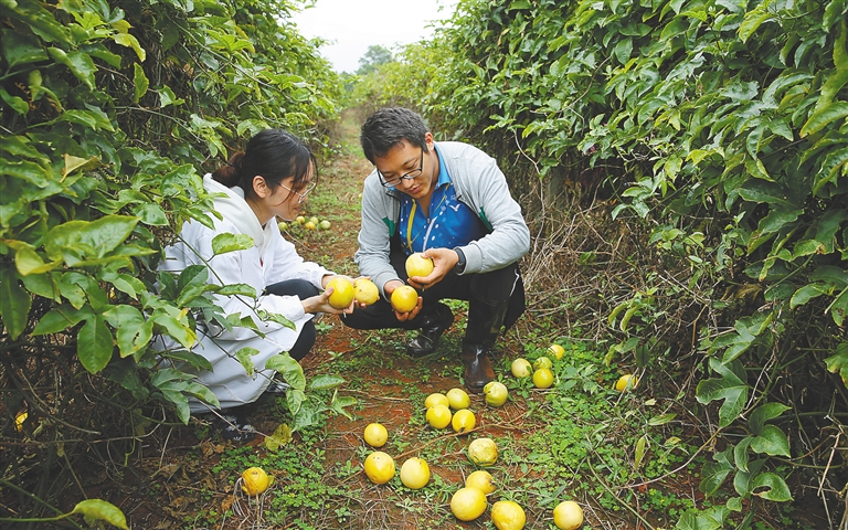 【焦點圖】​【食品農業圖文】【即時快訊】國外西番蓮品種海南試種成功