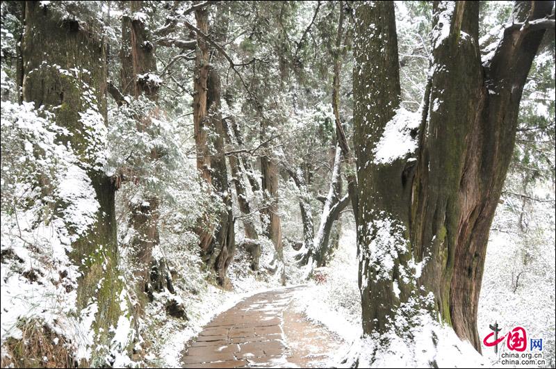 劍門關迎來2018年第一場雪 銀裝素裹景色宜人