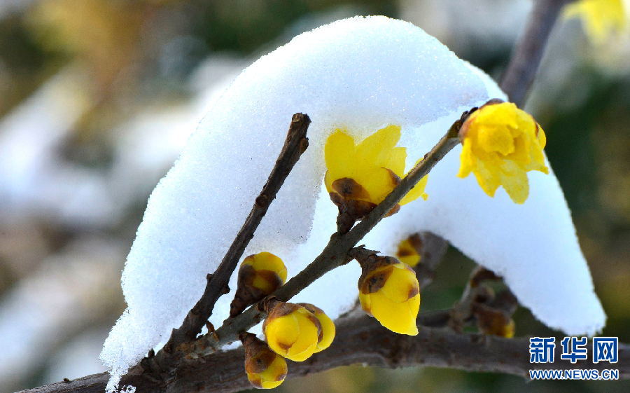 洛陽：踏雪尋梅 正當時