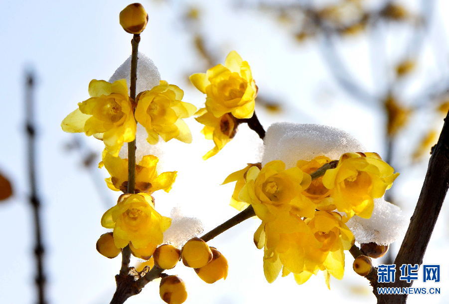 洛陽：踏雪尋梅 正當時