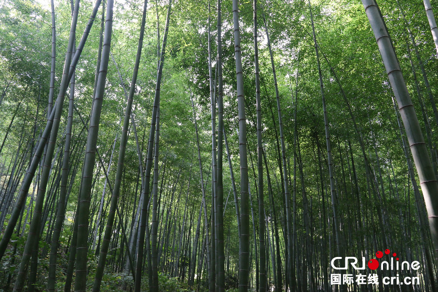 暢遊江蘇 美麗鄉村：天堂南山 夢幻竹海