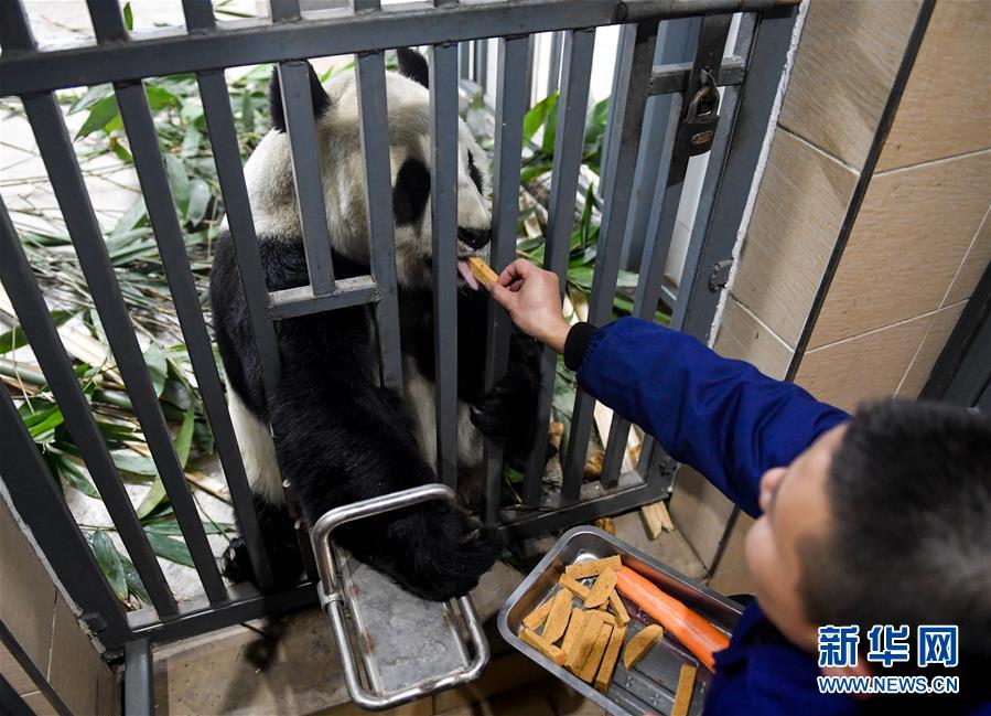 大熊貓的冬日生活