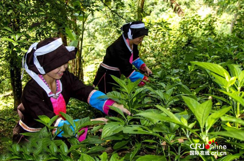 （已過審）【八桂大地、八桂大地-百色】【旅遊文體】打藍靛 織腰帶 藍靛瑤族多彩民俗文化活動同時上演 ——淩雲縣舉辦邏樓鎮第二屆金地門“藍靛節”