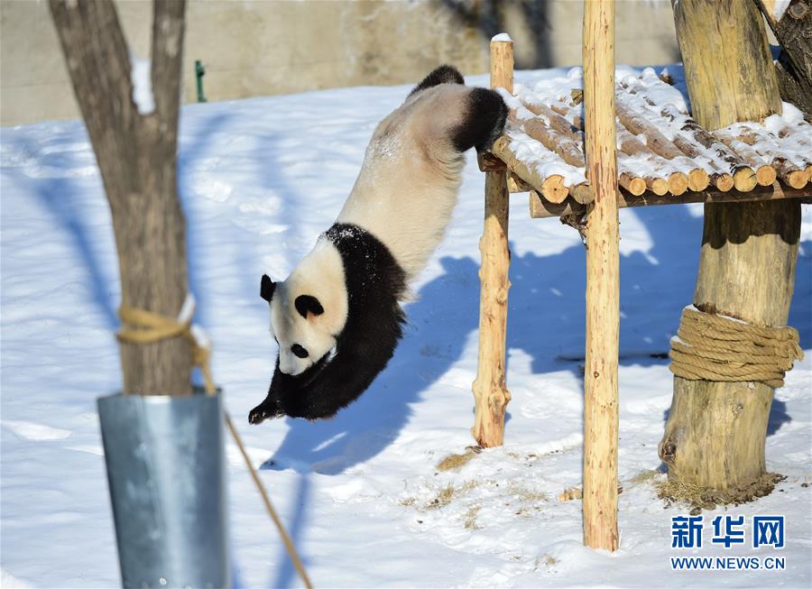 遼寧瀋陽：“功夫熊貓”雪中顯身手