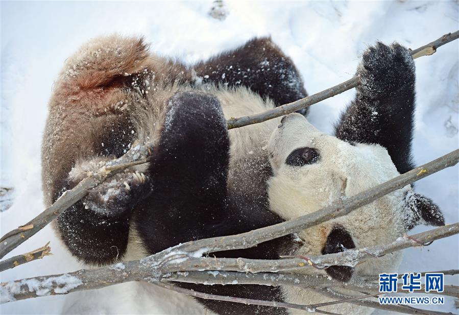 遼寧瀋陽：“功夫熊貓”雪中顯身手