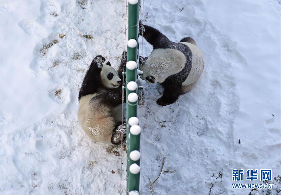 遼寧瀋陽：“功夫熊貓”雪中顯身手