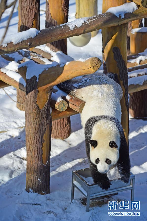 遼寧瀋陽：“功夫熊貓”雪中顯身手