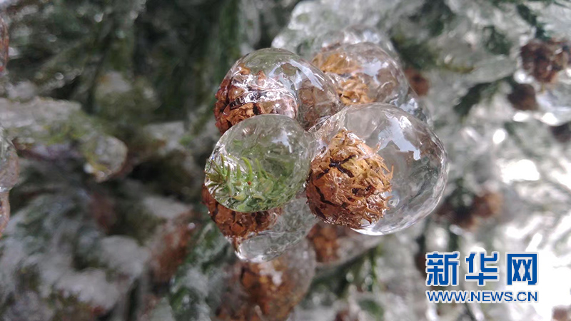 南昌梅嶺霧凇如雪 冰花晶瑩如鑽石