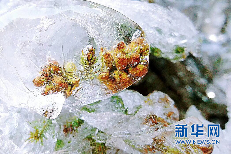 南昌梅嶺霧凇如雪 冰花晶瑩如鑽石