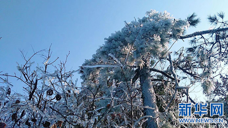 南昌梅嶺霧凇如雪 冰花晶瑩如鑽石