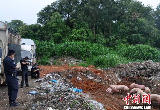 西雙版納野象傷人事件頻發 森林公安積極應對