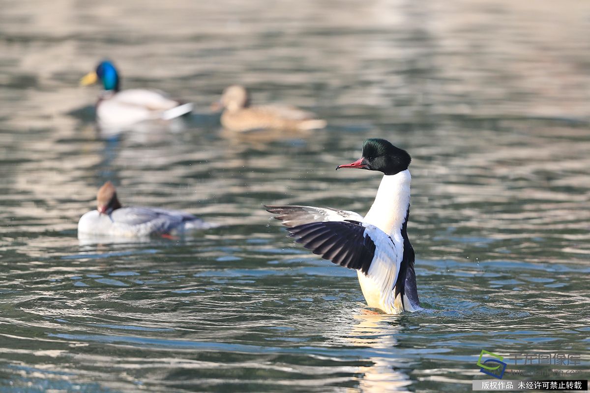 北京北海公園成為稀有珍禽鳥類越冬的天堂