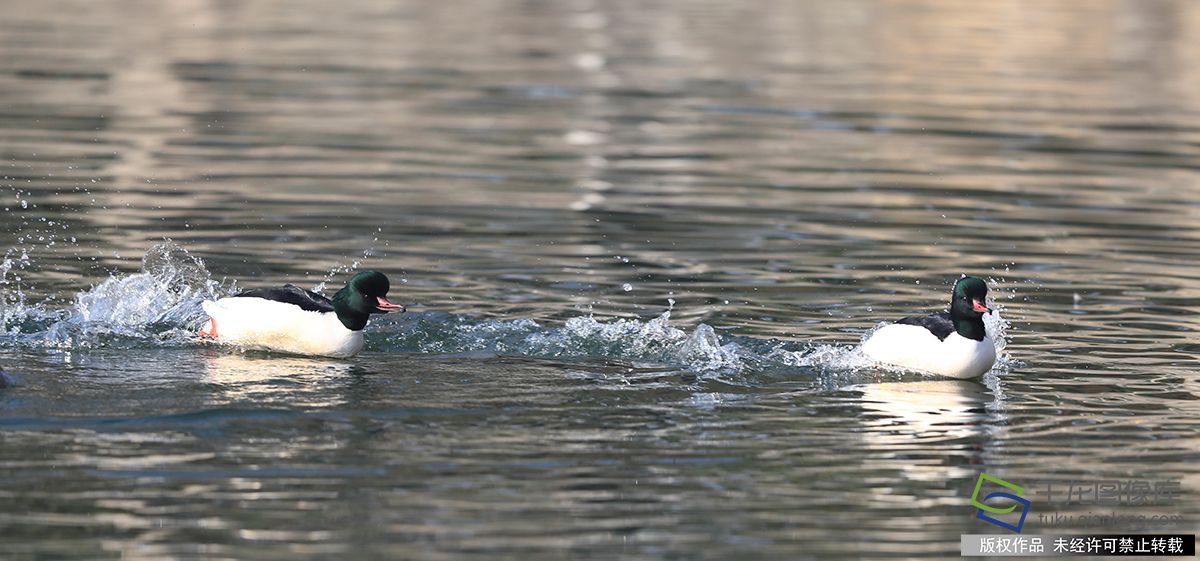 北京北海公園成為稀有珍禽鳥類越冬的天堂