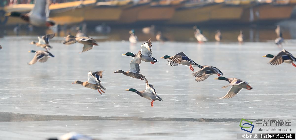 北京北海公園成為稀有珍禽鳥類越冬的天堂