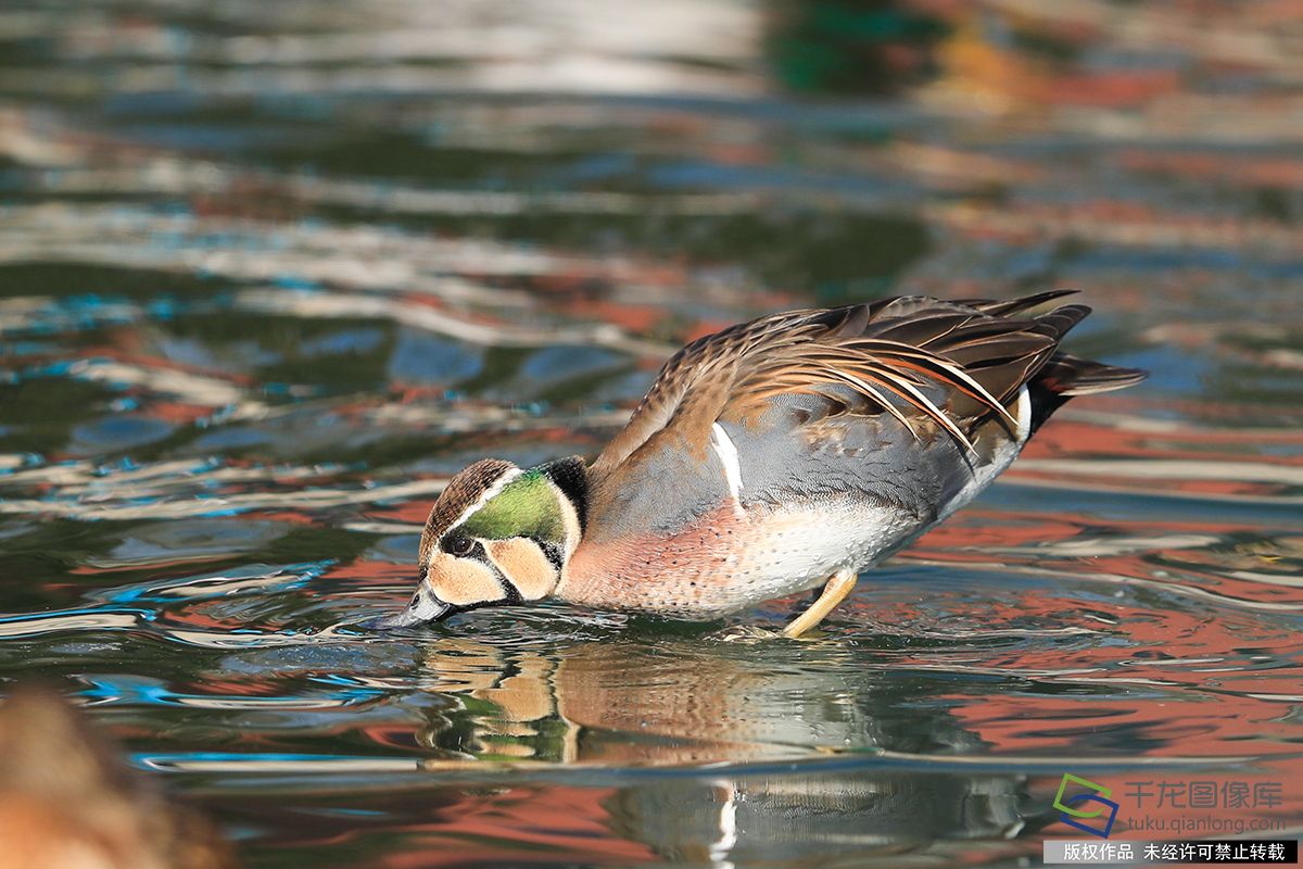 北京北海公園成為稀有珍禽鳥類越冬的天堂