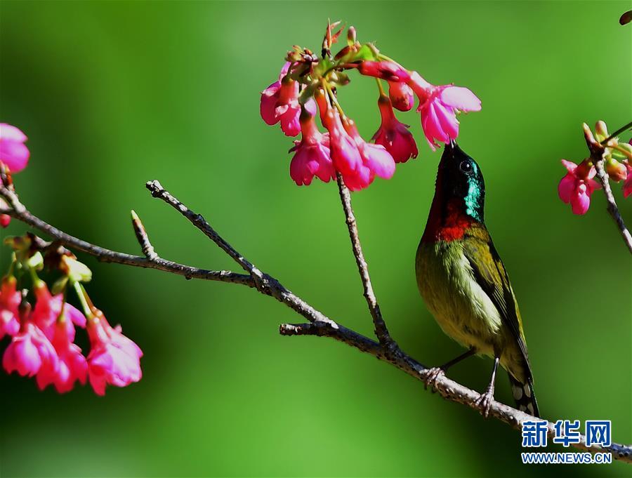 福州：櫻花叢中鳥紛飛