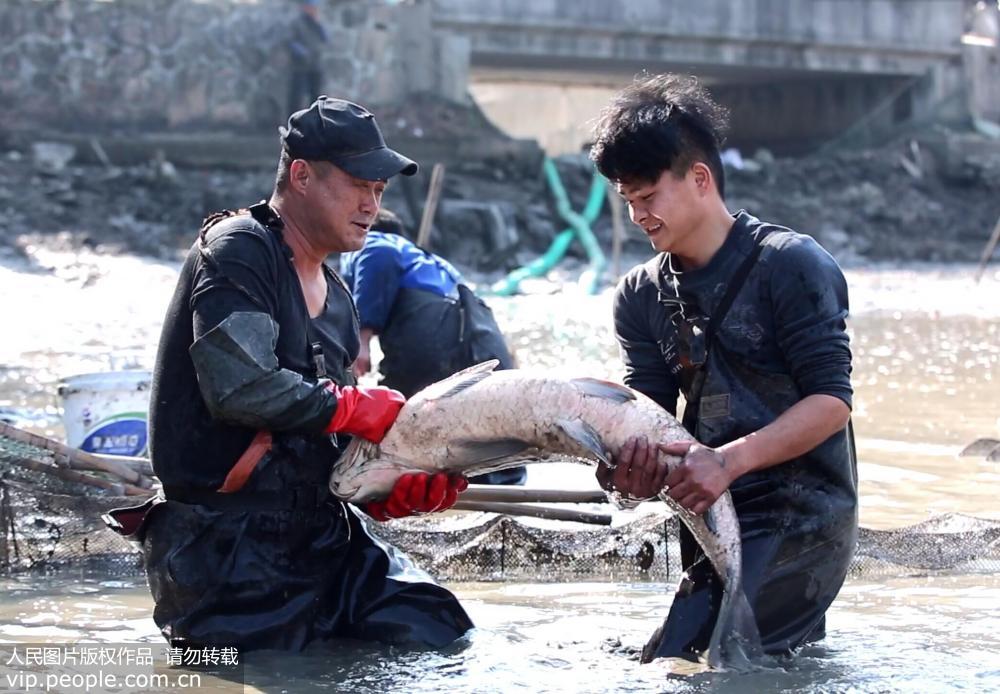 浙江長興：打年魚 迎新年