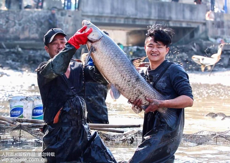 浙江長興：打年魚 迎新年