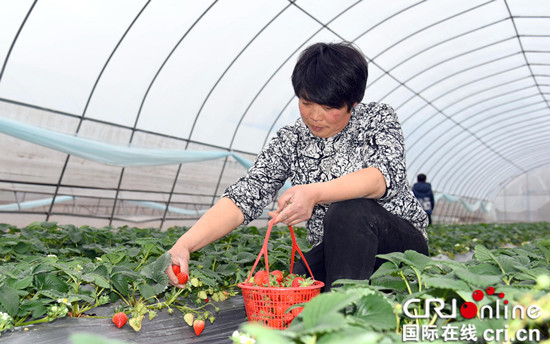 已過審【行遊巴渝 標題摘要】石柱：“梯度草莓”採摘週期長 吸引遊客前往