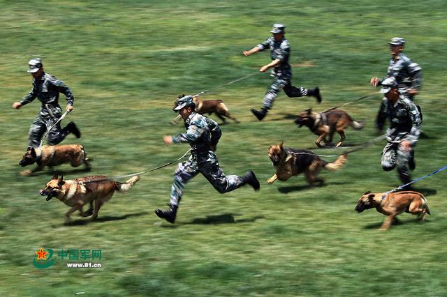 新疆軍區軍犬訓練畫面曝光 草原狂奔場面震撼(組圖)