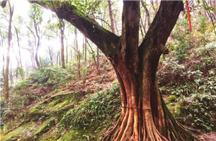 【行遊巴渝 標題摘要】南山小眾登山新路線曝光 趕緊收藏