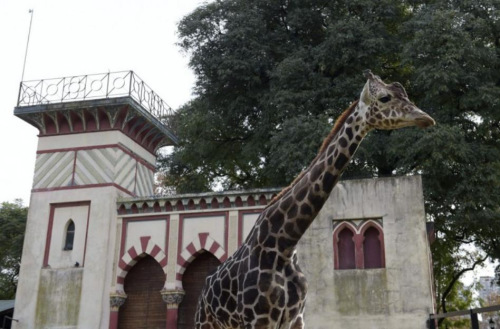 結束140年“囚禁”生活 阿根廷首都動物園將關閉