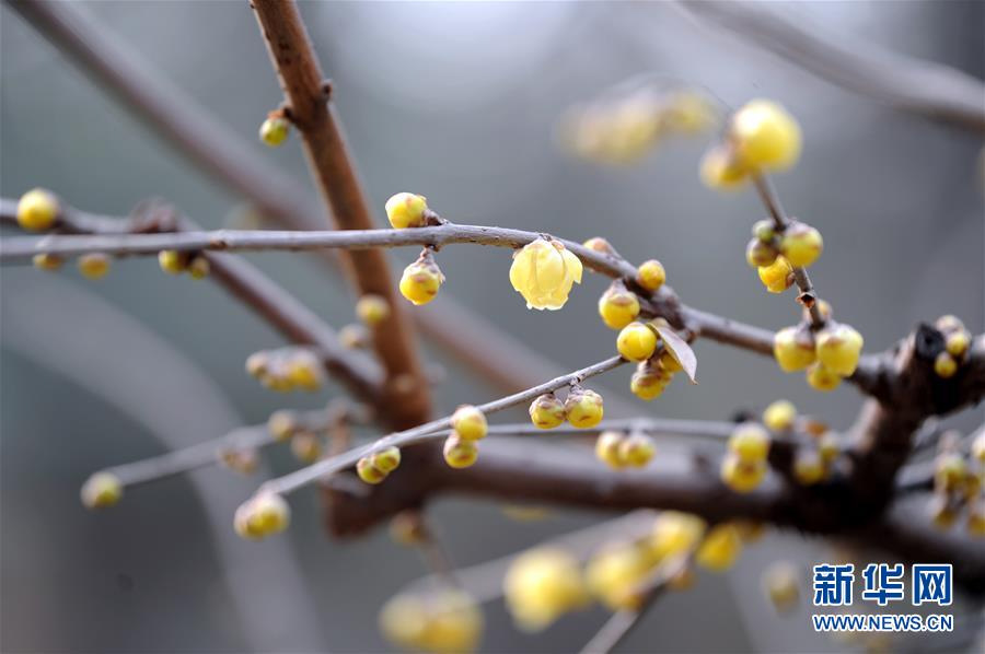 陜西西安：臘梅芬芳