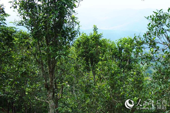 【焦點圖、八桂大地-崇左】千百年古茶樹的嬗變：産業興 農民富（首頁圖片在文末）