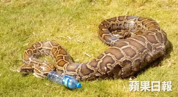 香港"貪食"蟒蛇吞下小羊爬不動 被4人抬走(圖)