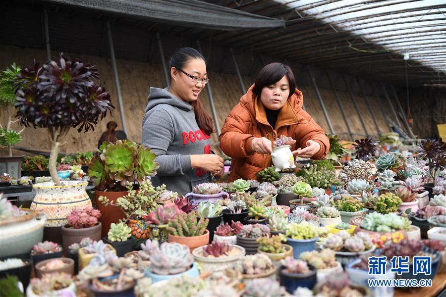 河北任丘：夫妻打造“多肉花園”實現創業夢