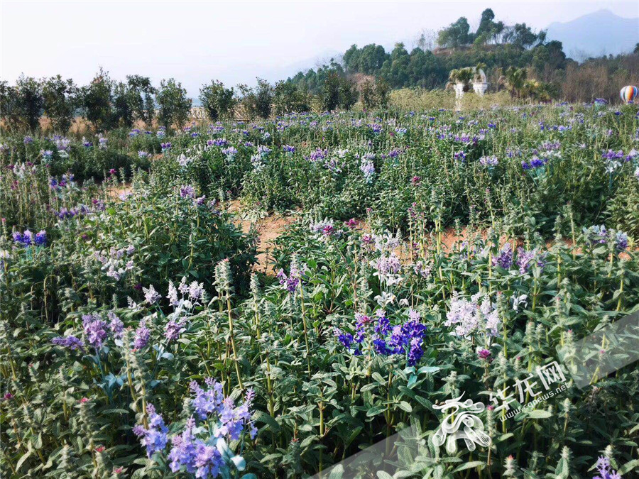 【聚焦重慶】投資100億 重慶臺創園將建2萬畝田園綜合體