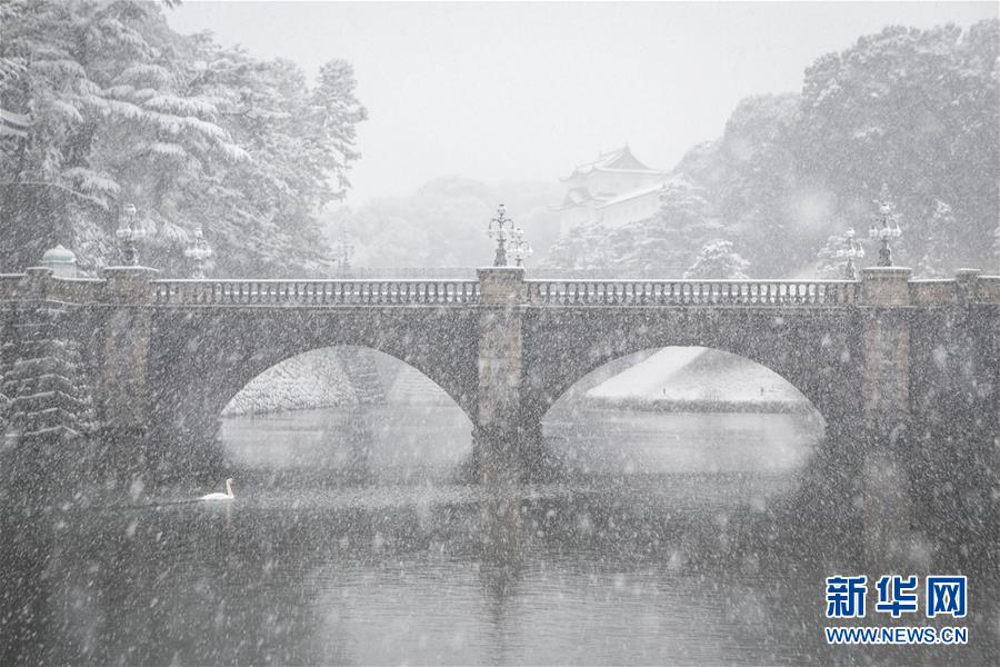 日本東京迎初雪