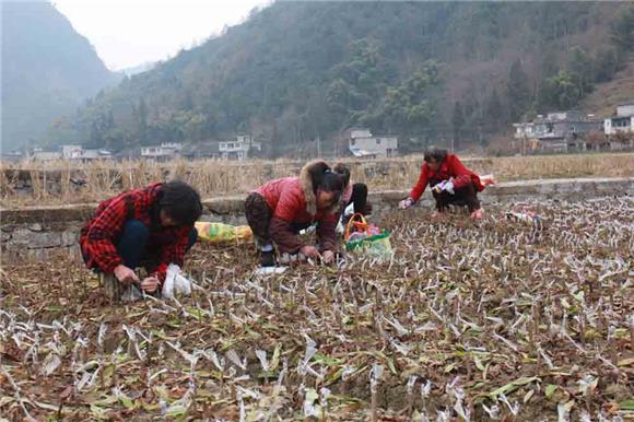 【區縣聯動】【彭水】彭水：雙龍鄉100畝果樹成致富新引擎【區縣聯動】彭水：雙龍鄉100畝果樹成致富新引擎