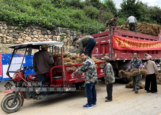 【金融投資-圖文、八桂大地-百色、移動端-新聞列表】那坡：蠶桑種植促增收 貧困群眾喜領扶貧桑苗（頭圖在文末）